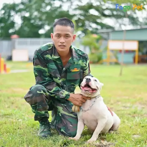 Điều Kiện Học Tập Của Khóa Huấn Luyện Chó Nghiệp Vụ Điều Kiện Học Tập Của Khóa Huấn Luyện Chó Nghiệp Vụ