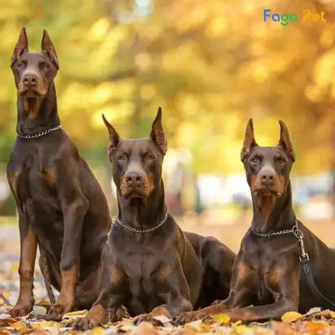 Các Giống Chó Nghiệp Vụ Tại Việt Nam