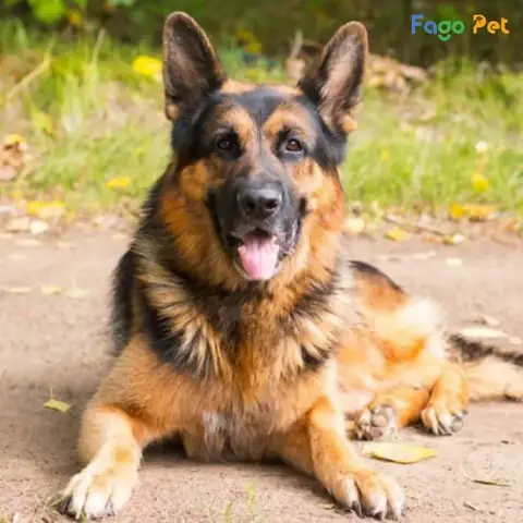 Thời Điểm Vàng Để Huấn Luyện Chó Becgie Bảo Vệ Chủ Thời Điểm Vàng Để Huấn Luyện Chó Becgie Bảo Vệ Chủ