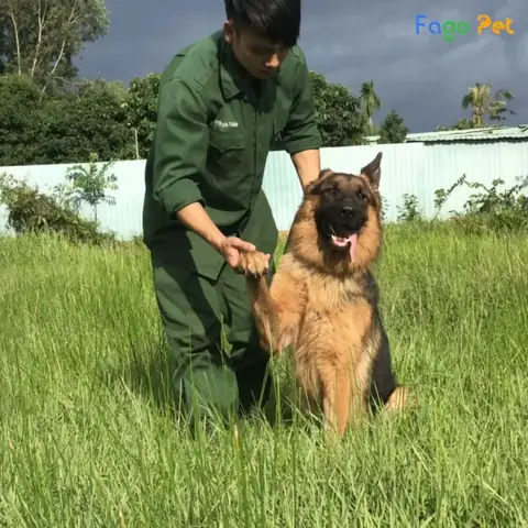 Những Thay Đổi Sau Khi Huấn Luyện Chó Nghiệp Vụ Tại Fago Pet Những Thay Đổi Sau Khi Huấn Luyện Chó Nghiệp Vụ Tại Fago Pet