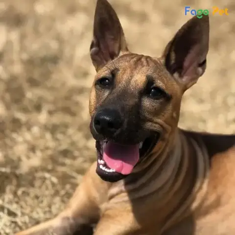 Các Giống Chó Nghiệp Vụ Tại Việt Nam Các Giống Chó Nghiệp Vụ Tại Việt Nam