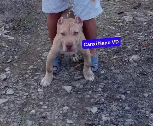 Những Trường Hợp Chó Cần Bổ Sung Canxi Nano Những Trường Hợp Chó Cần Bổ Sung Canxi Nano