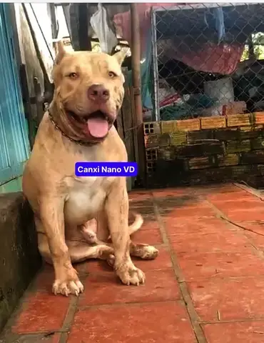 Dấu Hiệu Nhận Biết Chó Bị Thiếu Canxi Dấu Hiệu Nhận Biết Chó Bị Thiếu Canxi