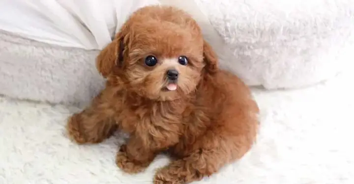 Bao Lâu Thì Nên Tắm Cho Chó?