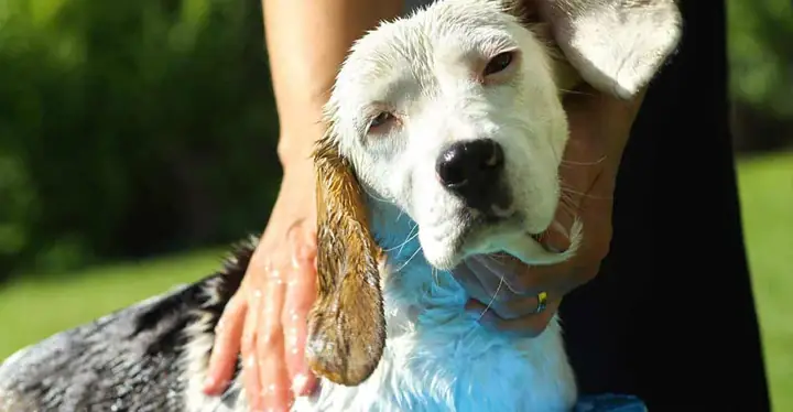 Nên Tắm Cho Chó Khi: