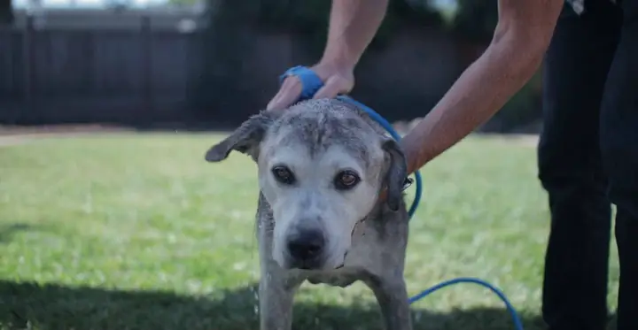 Các Bước Tắm Cho Chó