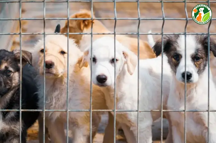 Đến Các Lò Mổ, Quán Thịt Chó, Cửa Hàng Thú Cảnh Hoặc Trạm Cứu Hộ Chó Mèo