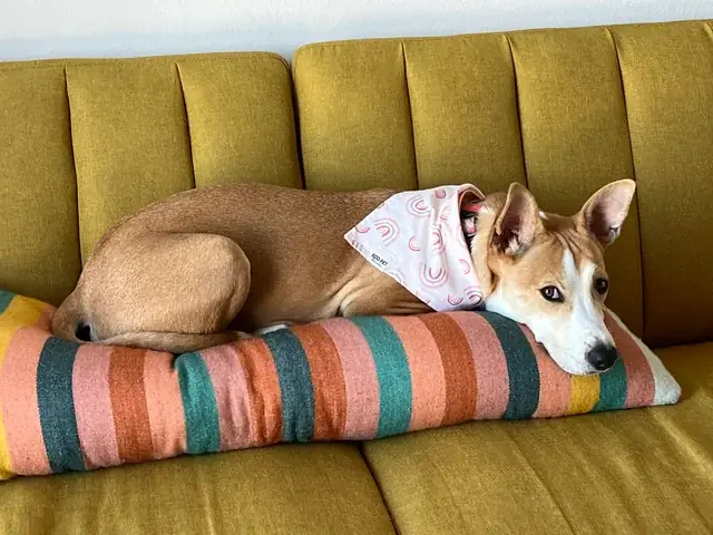 Kết Bài Về Con Chó: Tổng Hợp Những Mẫu Văn Hay Và Ý Nghĩa