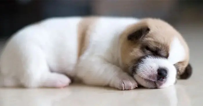 Kết Bài Về Con Chó: Tổng Hợp Những Mẫu Văn Hay Và Ý Nghĩa