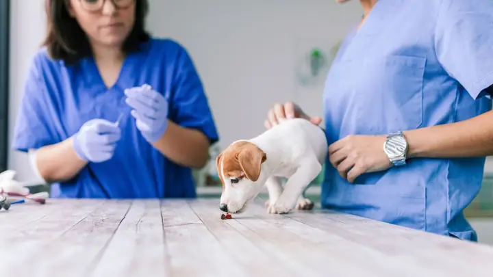 Cách Phòng Lây Nhiễm Sán Chó