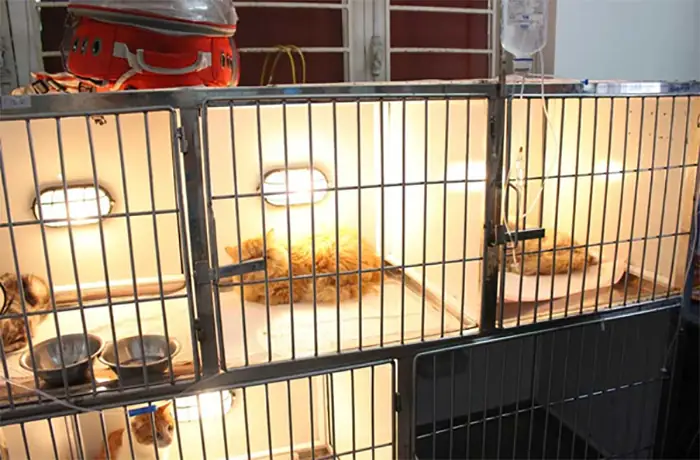 Một Góc Khách Sạn Chó Mèo Phương Nam Một Góc Khách Sạn Chó Mèo Phương Nam