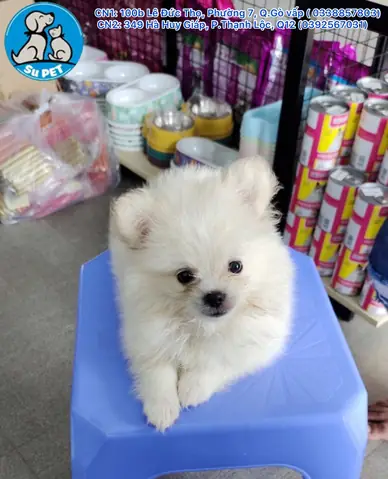 Khám Tổng Quát Cho Mèo Bao Nhiêu Tiền Khám Tổng Quát Cho Mèo Bao Nhiêu Tiền