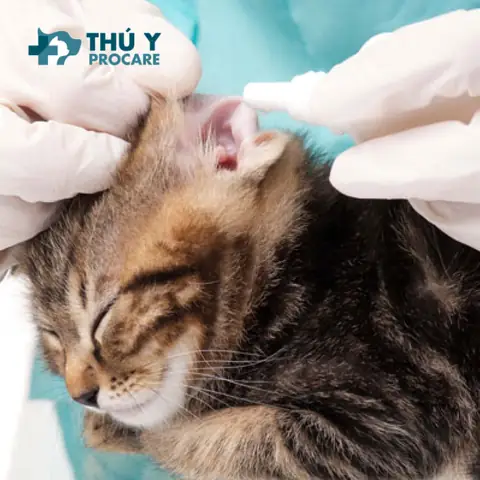 Khám Bệnh Cho Chó Bao Nhiêu Tiền Khám Bệnh Cho Chó Bao Nhiêu Tiền