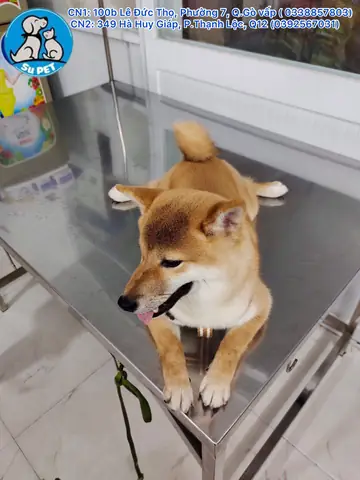 Phí Khám Bác Sĩ Thú Y: Phí Khám Bác Sĩ Thú Y: