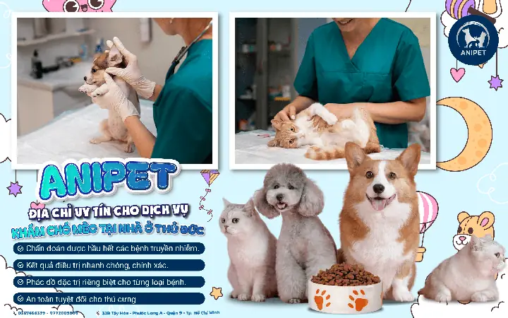 Bệnh Dại Ở Chó Mèo Và Những Điều Cần Biết Bệnh Dại Ở Chó Mèo Và Những Điều Cần Biết