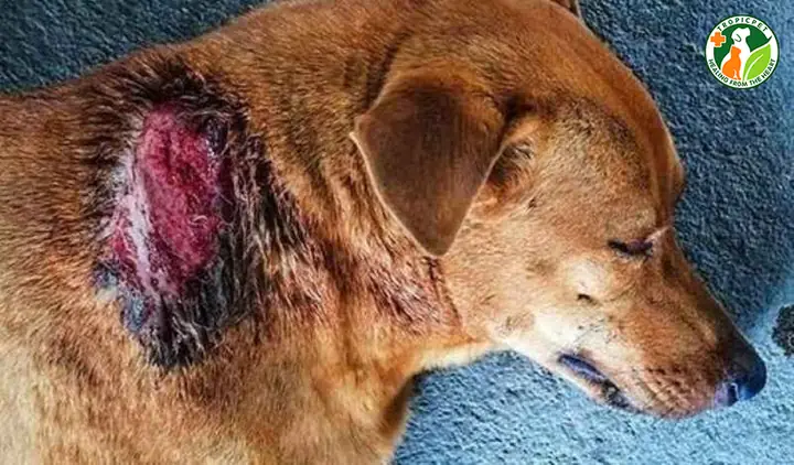 Chó Bị Áp Xe Có Tự Khỏi Được Hay Không?