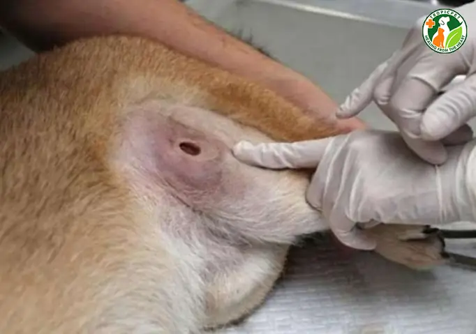 Chó Bị Áp Xe Là Gì?