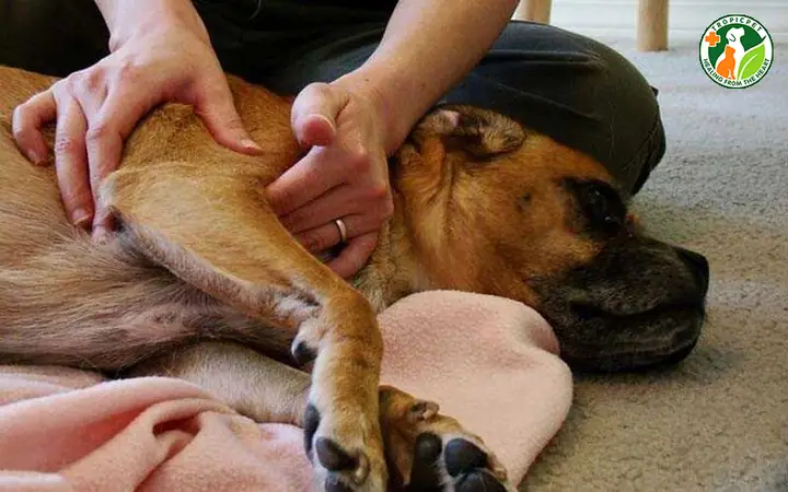 Nguyên Nhân Gây Áp Xe Ở Chó