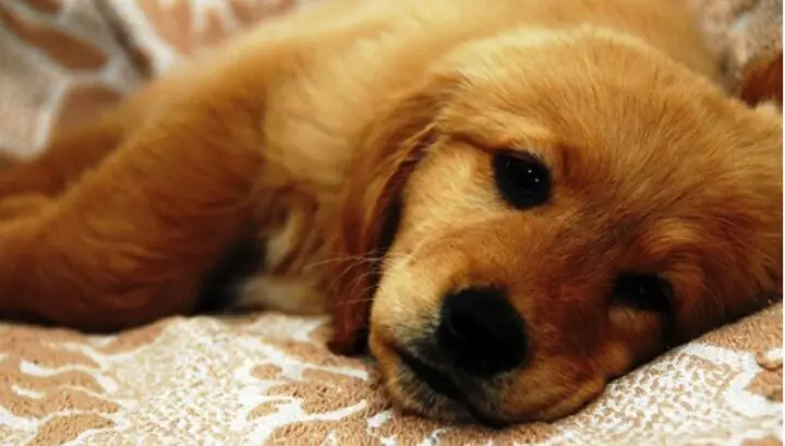 Tác Hại Của Lạm Dụng Kháng Sinh