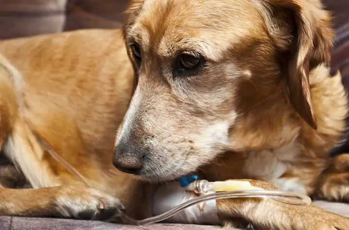 Triệu Chứng Toàn Thân Và Hành Vi