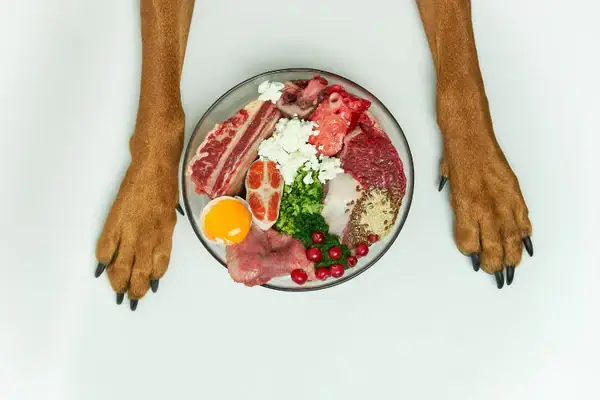 Các Thực Phẩm Tốt Trong Khẩu Phần Ăn Hợp Lý Cho Chó Các Thực Phẩm Tốt Trong Khẩu Phần Ăn Hợp Lý Cho Chó