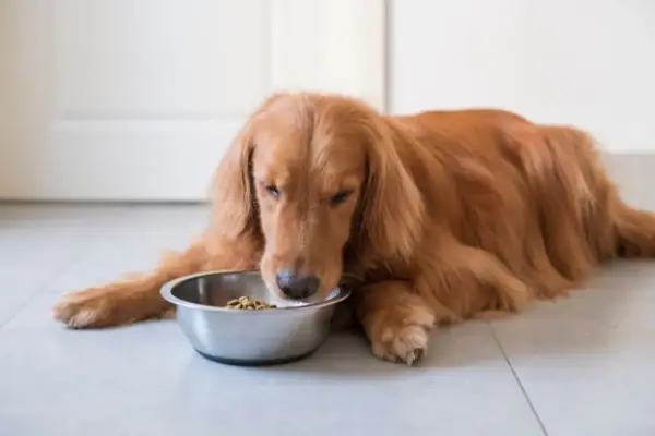 Khẩu Phần Ăn Cho Chó Trưởng Thành Khẩu Phần Ăn Cho Chó Trưởng Thành