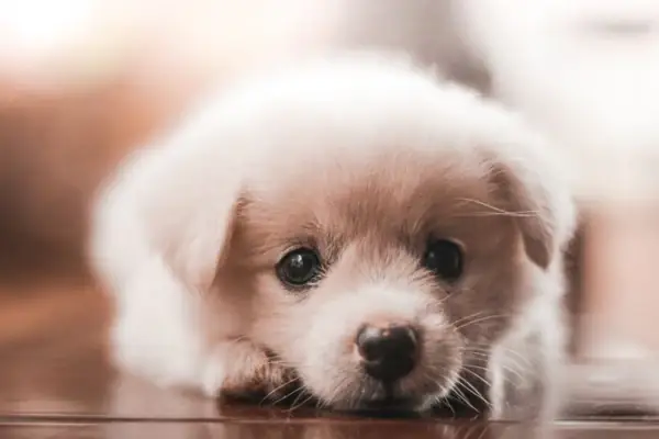 Khẩu Phần Ăn Cho Chó Con Hợp Lý Khẩu Phần Ăn Cho Chó Con Hợp Lý