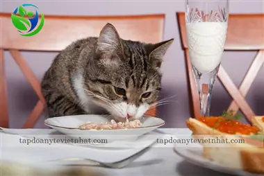 Quy Trình Chuẩn Bị Thực Đơn Hàng Ngày Cho Chó