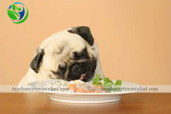 Yêu Cầu Về Dinh Dưỡng Cho Chó
