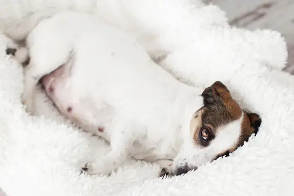 Khẩu Phần Ăn Hợp Lý Cho Chó Mẹ Mang Thai Khẩu Phần Ăn Hợp Lý Cho Chó Mẹ Mang Thai