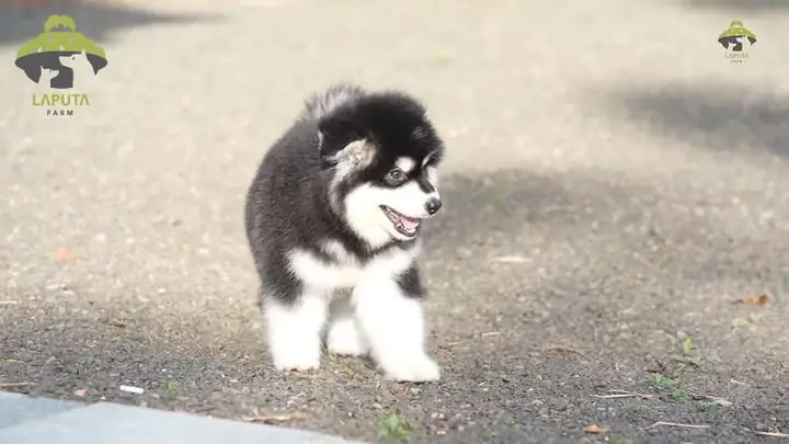 Khẩu Phần Ăn Chó Alaska Theo Từng Độ Tuổi Như Thế Nào?