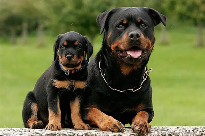 Cách Nuôi Chó Rottweiler