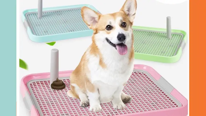 Khay Vệ Sinh Cho Chó Cái: Hướng Dẫn Chọn Mua Và Sử Dụng