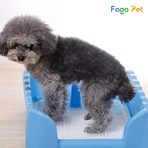 Lý Do Nên Sử Dụng Khay Vệ Sinh Cho Chó Poodle