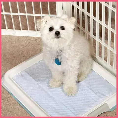 Khay Vệ Sinh Dùng Thảm Lót