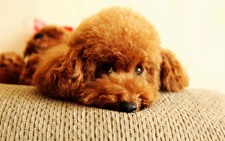 Chó Poodle Bị Nôn Ra Bọt Trắng Chó Poodle Bị Nôn Ra Bọt Trắng