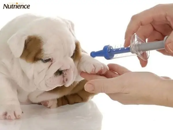 Chăm Sóc Chó Sơ Sinh Qua Chế Độ Ăn Uống