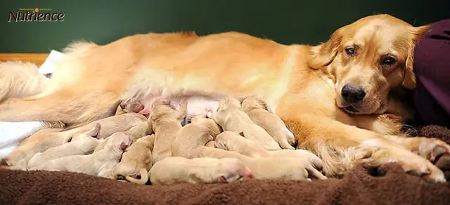 Môi Trường Sống Khi Nuôi Chó Sơ Sinh