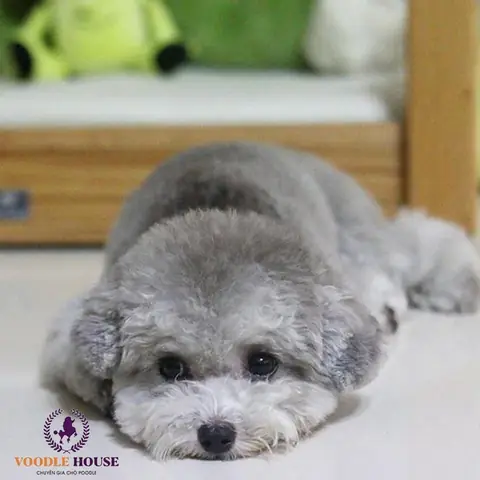 Khi Nào Cho Chó Phối Giống