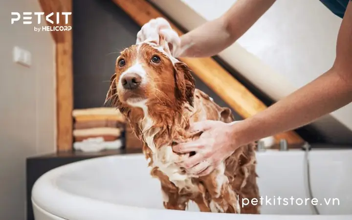 Bước 2: Vệ Sinh Chó Mèo Và Các Vật Dụng Bước 2: Vệ Sinh Chó Mèo Và Các Vật Dụng