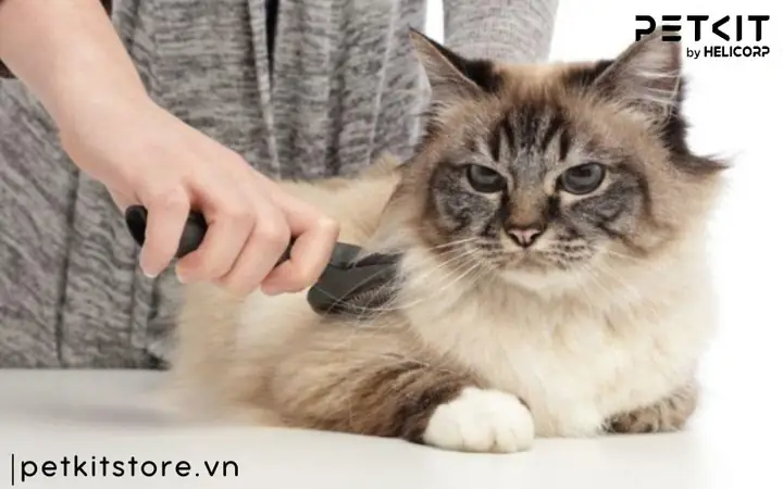 Lưu Ý Khi Nuôi Chó Mèo Để Không Gây Mùi Lưu Ý Khi Nuôi Chó Mèo Để Không Gây Mùi