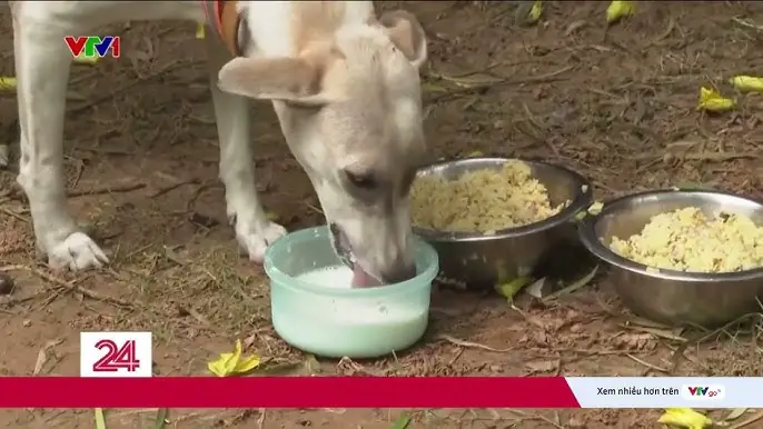Hiểu Rõ Nguyên Nhân Khiến Chó Biếng Ăn Và Bỏ Bữa
