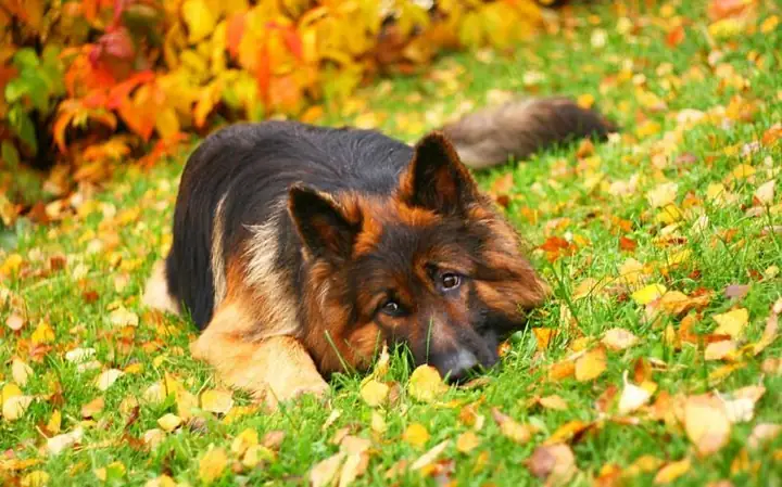 Huấn Luyện Chó Becgie Biết Nghe Mệnh Lệnh Cơ Bản Như Đứng, Ngồi, Nằm