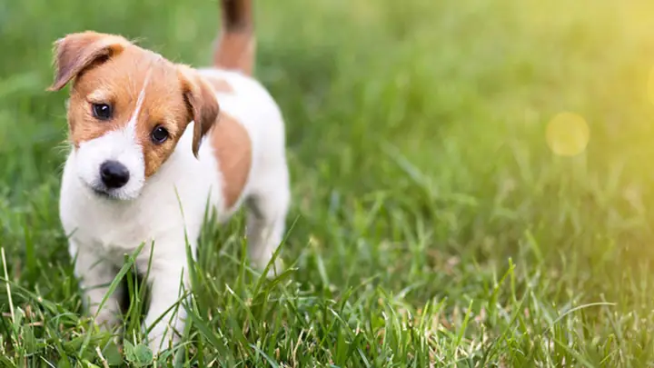 Chó Con Có Bị Dại Không?