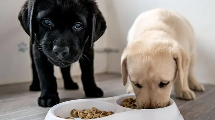 2cách Cho Chó Labrador Ăn (theo Từng Giai Đoạn)