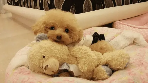 Chăm Sóc Chó Poodle Trong Quá Trình Thai Sản