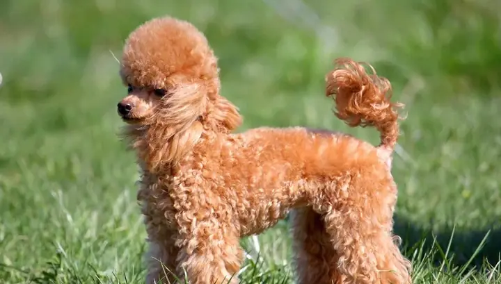 2lý Do Nên Nuôi Chó Poodle