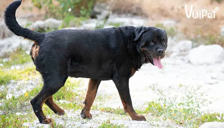Đặc Điểm Của Giống Chó Rottweiler