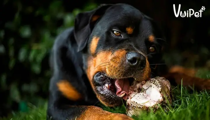Chó Rottweiler Ăn Gì? Thức Ăn Cho Chó Rottweiler