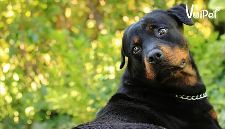 Cách Chăm Sóc Chó Rottweiler Hàng Ngày